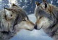/album/fotogallerij/a1-wolf-8-jpg/